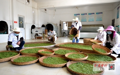 竹山“庸國(guó)翠”茶葉產(chǎn)業(yè)合作社開(kāi)園產(chǎn)茶，引領(lǐng)茶葉加工新篇章