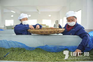 新寨生態(tài)茶葉園 以茶興業(yè)，助力鄉(xiāng)村振興